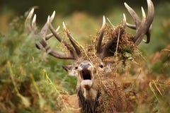 Mâle de cerfs communs rouges hurlant avec des fougères drapées autour de ses andouillers image stock Mâle de cerfs communs rouges hurlant avec des fougères drapées autour de ses andouillers image stock