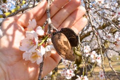 mão aberta que mostra uma amêndoa colhida com um ramo da árvore de amêndoa com algumas flores brancas na extremidade em um dia en imagem de stock royalty free mão aberta que mostra uma amêndoa colhida com um ramo da árvore de amêndoa com algumas flores brancas na extremidade em um dia en imagem de stock royalty free