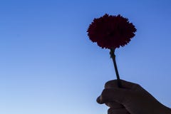 Mão da mulher que mantém uma flor vermelha do cravo contra o céu azul Conceito português da revolução do cravo fotografia de stock Mão da mulher que mantém uma flor vermelha do cravo contra o céu azul Conceito português da revolução do cravo fotografia de stock