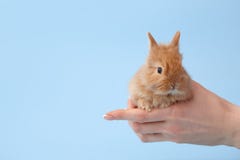 Mãos do ` s da mulher que guardam o coelho de coelho imagens de stock Mãos do ` s da mulher que guardam o coelho de coelho imagens de stock