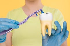 Mãos nas luvas azuis que guardam o modelo do dente e uma escova de dentes fotos de stock Mãos nas luvas azuis que guardam o modelo do dente e uma escova de dentes fotos de stock