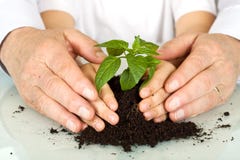 Mãos velhas e novas que protegem uma planta nova imagem de stock royalty free Mãos velhas e novas que protegem uma planta nova imagem de stock royalty free