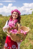 Mädchen, das bulgarische rosa Rosen in einem Garten auswählt stockbild Mädchen, das bulgarische rosa Rosen in einem Garten auswählt stockbild