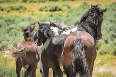Mähnen und Endstücke stockfotografie Mähnen und Endstücke stockfotografie