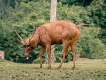 Männliche Samber-Rotwild an Nationalpark Khao Yai, Thailand Stockfotos Männliche Samber-Rotwild an Nationalpark Khao Yai, Thailand Stockfotos
