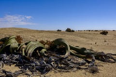 Männliche Welwitschia Mirabilisanlage Namibia lizenzfreie stockfotos Männliche Welwitschia Mirabilisanlage Namibia lizenzfreie stockfotos