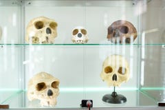 Mänsklig anatomi för skallar del av människokroppen pÃ¥ ljus bakgrund museum för medicinsk vetenskap arkivbilder Mänsklig anatomi för skallar del av människokroppen pÃ¥ ljus bakgrund museum för medicinsk vetenskap arkivbilder