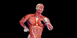 Mänsklig anatomiillustration för manlig kropp av en mänsklig torso med synliga muskler stock illustrationer Mänsklig anatomiillustration för manlig kropp av en mänsklig torso med synliga muskler stock illustrationer
