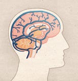 Mänsklig anatomiteckning - profilhuvud med BRAIN Veins royaltyfri illustrationer Mänsklig anatomiteckning - profilhuvud med BRAIN Veins royaltyfri illustrationer