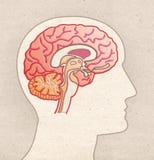 Mänsklig anatomiteckning - profilhuvud med det BRAIN Sagittal avsnittet royaltyfri illustrationer Mänsklig anatomiteckning - profilhuvud med det BRAIN Sagittal avsnittet royaltyfri illustrationer