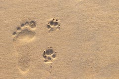 Mänskligt fotspår bredvid hundfotspår på den tropiska stranden royaltyfri bild Mänskligt fotspår bredvid hundfotspår på den tropiska stranden royaltyfri bild