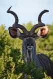 Męski kudu w krzaku obraz stock Męski kudu w krzaku obraz stock