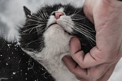 Mężczyzny ręka i kot czarny i biały z białym śniegiem na dyszie outside w zimie fotografia stock Mężczyzny ręka i kot czarny i biały z białym śniegiem na dyszie outside w zimie fotografia stock