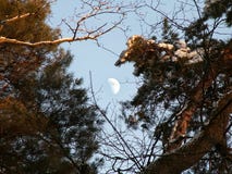 Månen i himlen och sörjer filialer royaltyfri foto Månen i himlen och sörjer filialer royaltyfri foto