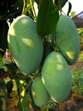Många gröna mango arkivfoton Många gröna mango arkivfoton