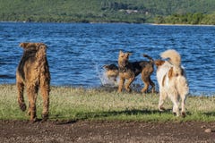 Många hundkapplöpning som spelar på kusten av en sjö fotografering för bildbyråer Många hundkapplöpning som spelar på kusten av en sjö fotografering för bildbyråer