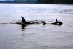 Mère de baleine d'orque avec la jeune natation en détroit de Johnstone, l'océan pacifique, Canada image stock Mère de baleine d'orque avec la jeune natation en détroit de Johnstone, l'océan pacifique, Canada image stock