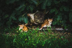 Mère et fils rouges de famille de chat photos stock Mère et fils rouges de famille de chat photos stock