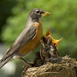 Mère Robin et chéris dans l'emboîtement Images libres de droits Mère Robin et chéris dans l'emboîtement Images libres de droits