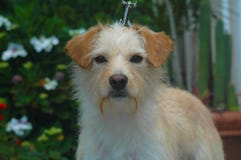 Mélange d'une chevelure de terrier de fil blanc et bronzage image libre de droits Mélange d'une chevelure de terrier de fil blanc et bronzage image libre de droits