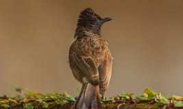 Mörk korkad Bulbul på en vägg arkivbild Mörk korkad Bulbul på en vägg arkivbild
