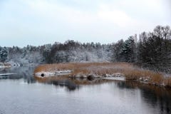 Mörk myst övervintrar skogen på flodbanken och det torkade gula gräset royaltyfri fotografi Mörk myst övervintrar skogen på flodbanken och det torkade gula gräset royaltyfri fotografi