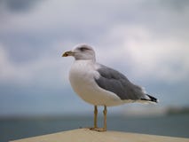 Möve auf einem Felsen lizenzfreie stockbilder Möve auf einem Felsen lizenzfreie stockbilder