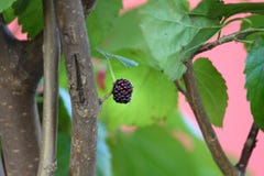 M?res m?res dans l'arbre photo libre de droits M?res m?res dans l'arbre photo libre de droits
