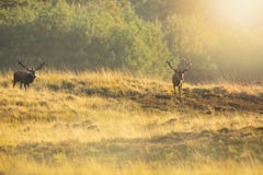 Męski czerwonego rogacza jelenia cervus elaphus, rutting podczas zmierzchu zdjęcia stock Męski czerwonego rogacza jelenia cervus elaphus, rutting podczas zmierzchu zdjęcia stock