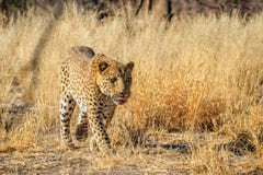Męski lamparta odprowadzenie wzdłuż śladu w Namibia, Afryka Fotografia Royalty Free Męski lamparta odprowadzenie wzdłuż śladu w Namibia, Afryka Fotografia Royalty Free