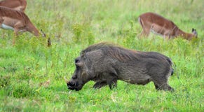 męski warthog zdjęcie royalty free męski warthog zdjęcie royalty free