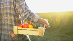 Mężczyzna mienia średniorolny pudełko organicznie warzywa w zmierzchu polu: marchewki, grule, zucchini, pomidory średniorolny ` s zbiory wideo Mężczyzna mienia średniorolny pudełko organicznie warzywa w zmierzchu polu: marchewki, grule, zucchini, pomidory średniorolny ` s zbiory wideo