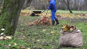 Mężczyzna ogrodniczki praca w podwórku z świntuchem w jesieni 4K zdjęcie wideo Mężczyzna ogrodniczki praca w podwórku z świntuchem w jesieni 4K zdjęcie wideo