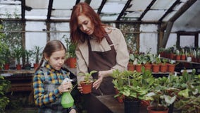 Młodej kobiety wykwalifikowana ogrodniczka uczy jej ciekawej małej córki obmycie liście zielony garnka plantst z kiścią zbiory wideo Młodej kobiety wykwalifikowana ogrodniczka uczy jej ciekawej małej córki obmycie liście zielony garnka plantst z kiścią zbiory wideo