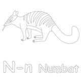 N for Numbat Coloring Page vector illustration N for Numbat Coloring Page vector illustration