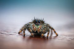 N?rbild av att hoppa spindeln arkivfoto N?rbild av att hoppa spindeln arkivfoto