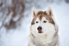 N?rbildst?ende av den h?rliga, prideful och fria Siberian skrovliga hunden som sitter p? det insn?at den felika skogen i vinter royaltyfria bilder N?rbildst?ende av den h?rliga, prideful och fria Siberian skrovliga hunden som sitter p? det insn?at den felika skogen i vinter royaltyfria bilder