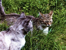 Spring game of courtyard cats on the grass stock photos Spring game of courtyard cats on the grass stock photos