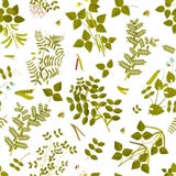 Naadloos patroon met peulvruchteninstallaties en zijn bladeren, peulen en bloemen royalty-vrije illustratie Naadloos patroon met peulvruchteninstallaties en zijn bladeren, peulen en bloemen royalty-vrije illustratie