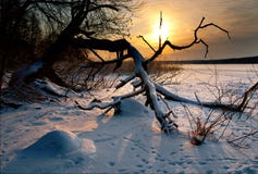 Naakte boom door meer in de winter stock foto's Naakte boom door meer in de winter stock foto's