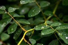 Nach dem Regen lizenzfreie stockfotografie Nach dem Regen lizenzfreie stockfotografie