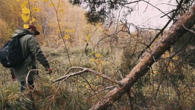 Nach einem Jungen, der in einen Wald, Kardanring geschossen geht stock video Nach einem Jungen, der in einen Wald, Kardanring geschossen geht stock video