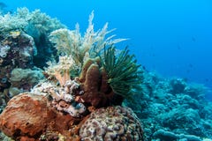 Nacional Marine Park de Bunaken. Indonesia foto de archivo Nacional Marine Park de Bunaken. Indonesia foto de archivo