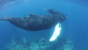 Nadada de las ballenas jorobadas en el mar del Caribe metrajes Nadada de las ballenas jorobadas en el mar del Caribe metrajes