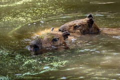 Nadadas do Capybara com as outras através da água imagens de stock Nadadas do Capybara com as outras através da água imagens de stock