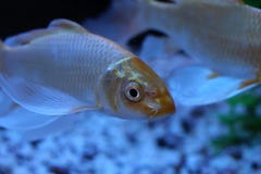 Nadadas hermosas de los pescados de mar del oro en el mundo multicolor negro del submarino de la parte inferior del acuario imagen de archivo Nadadas hermosas de los pescados de mar del oro en el mundo multicolor negro del submarino de la parte inferior del acuario imagen de archivo
