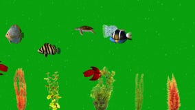 Nadar Acuario Peces Pantalla Verde Movimiento Gráficos Almacen De Video - Vídeo de vida, movimiento: 215303241 Nadar Acuario Peces Pantalla Verde Movimiento Gráficos Almacen De Video - Vídeo de vida, movimiento: 215303241