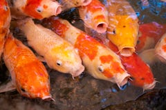 Nadar gracioso em uma água, peixe colorido dos peixes de Ulticoloured Koi do koi na lagoa fotos de stock Nadar gracioso em uma água, peixe colorido dos peixes de Ulticoloured Koi do koi na lagoa fotos de stock