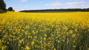 Nafcianego ziarna rapeseed zbiory Nafcianego ziarna rapeseed zbiory