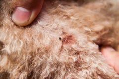 Nahaufnahme der Milbe und der Flöhe angesteckt auf Hundepelzhaut lizenzfreie stockfotografie Nahaufnahme der Milbe und der Flöhe angesteckt auf Hundepelzhaut lizenzfreie stockfotografie
